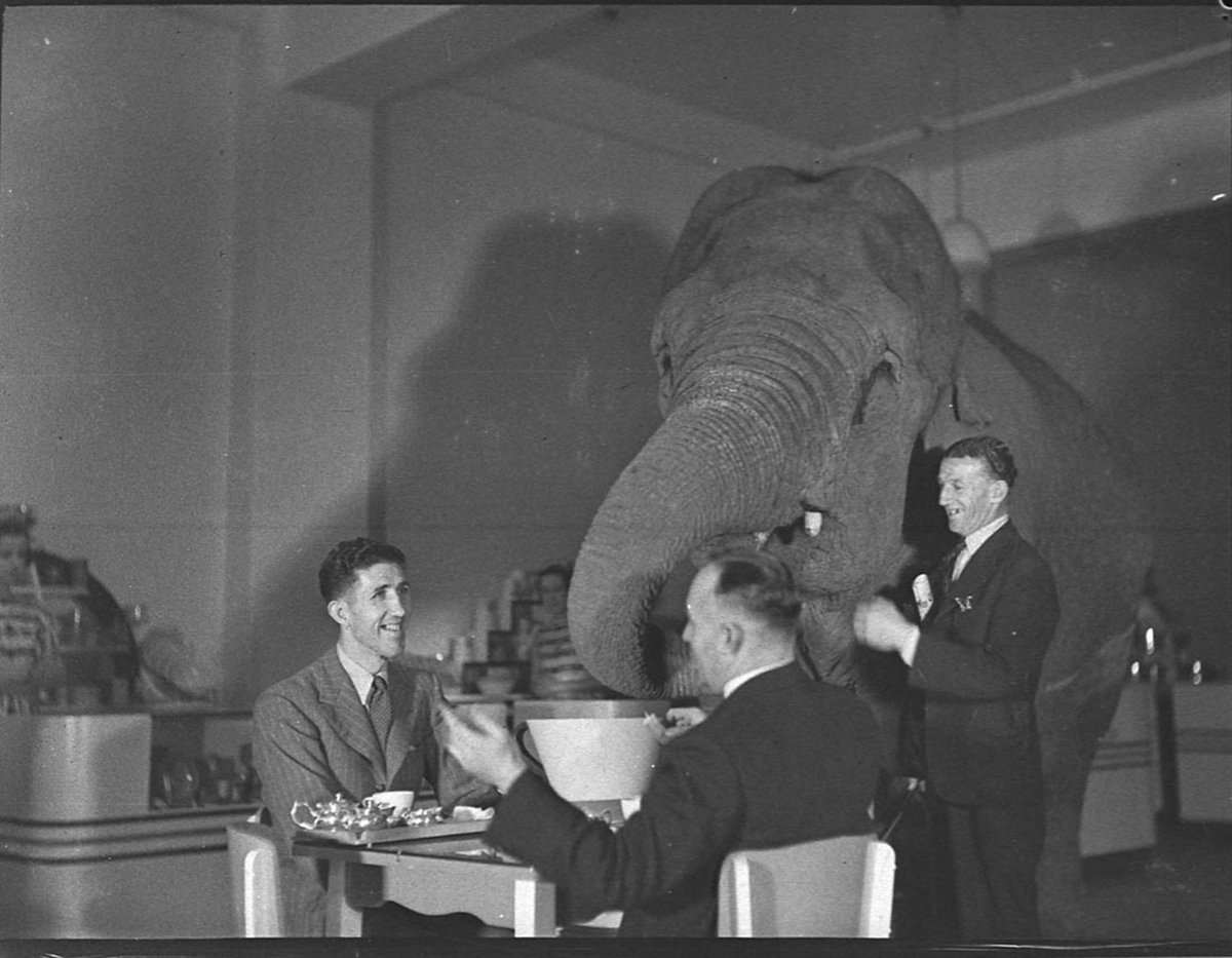 Elephants tea party (1939)
