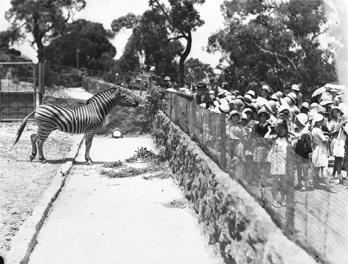 Far West children watch Mr Drummond feed the zebra Taronga Park Zoo, Mosman (1935)