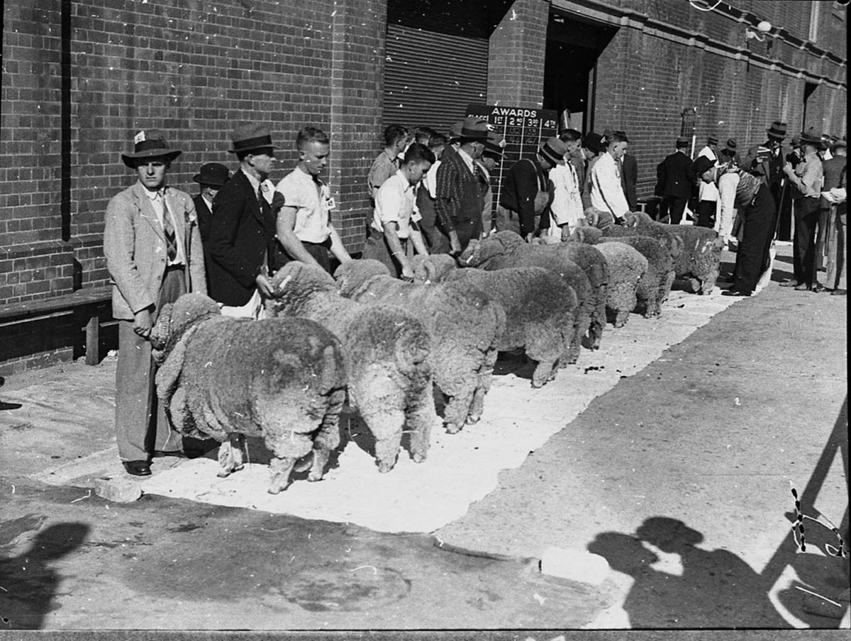 First day judging Sheep Show (1937)