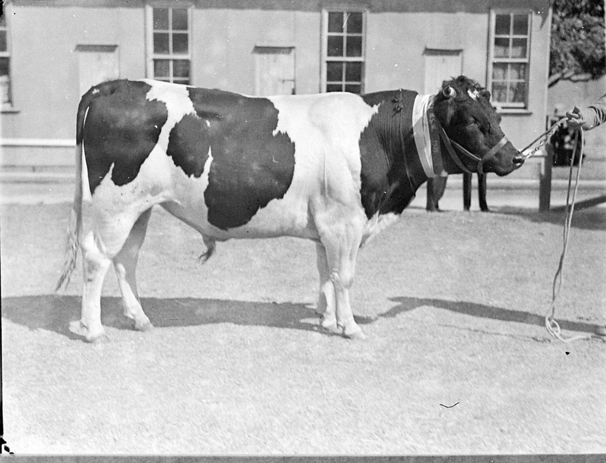 Friesian Bull (1925–57)