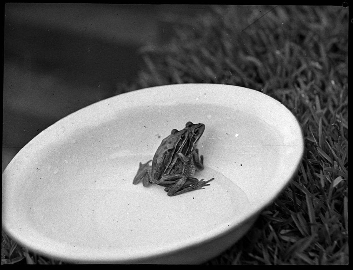 Frogs (1938)
