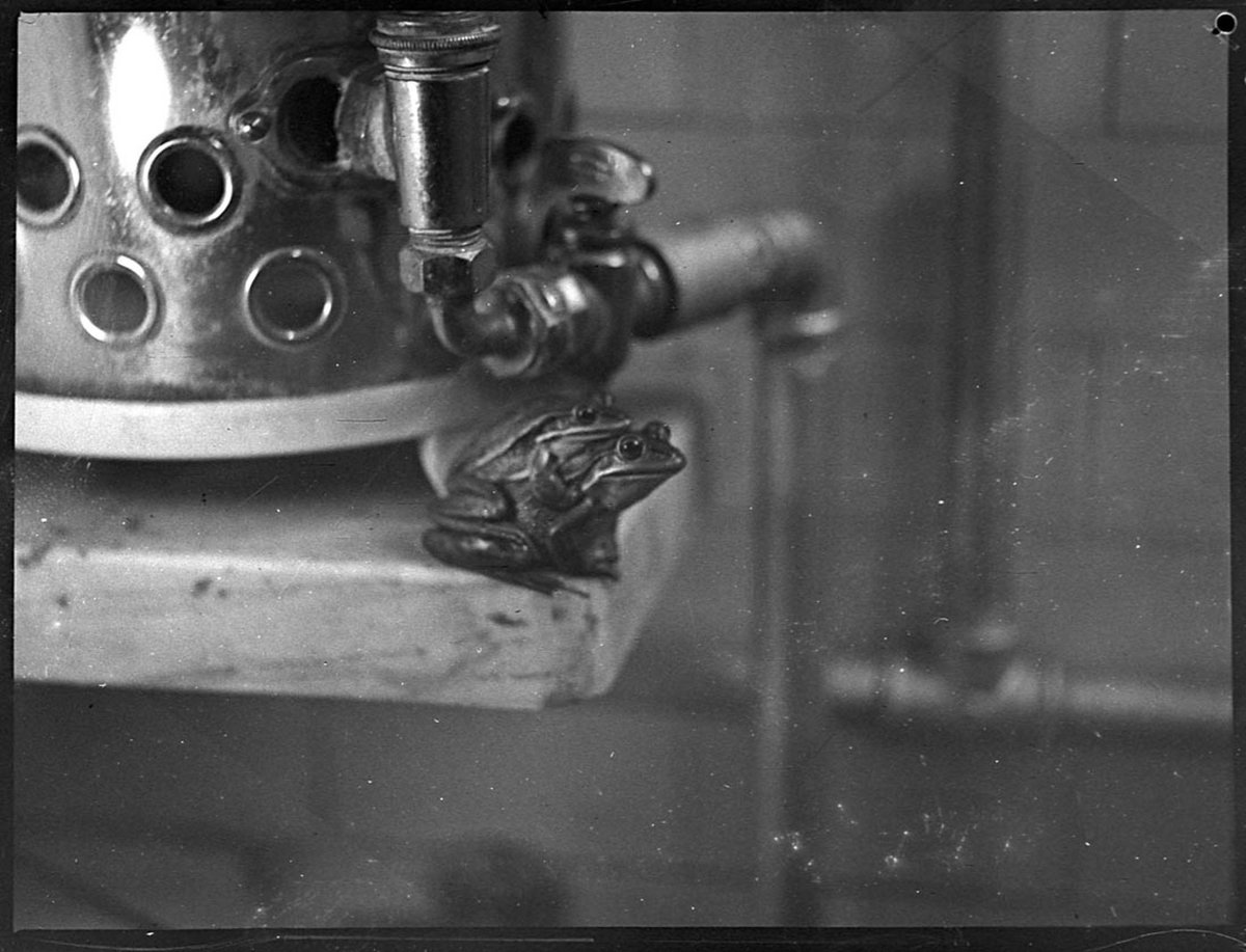 Frogs (1938)