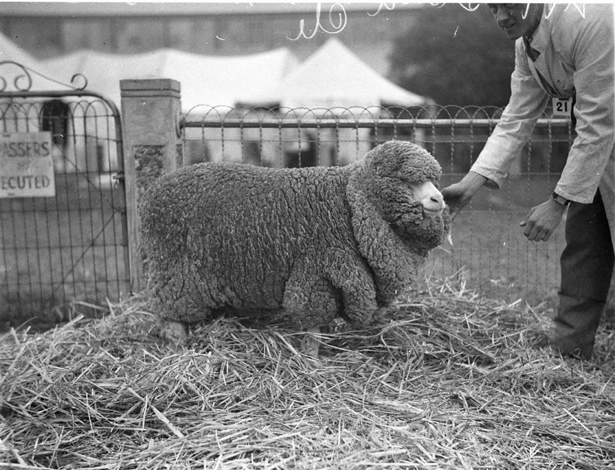 Grand Champion Merino ewe (1930s)