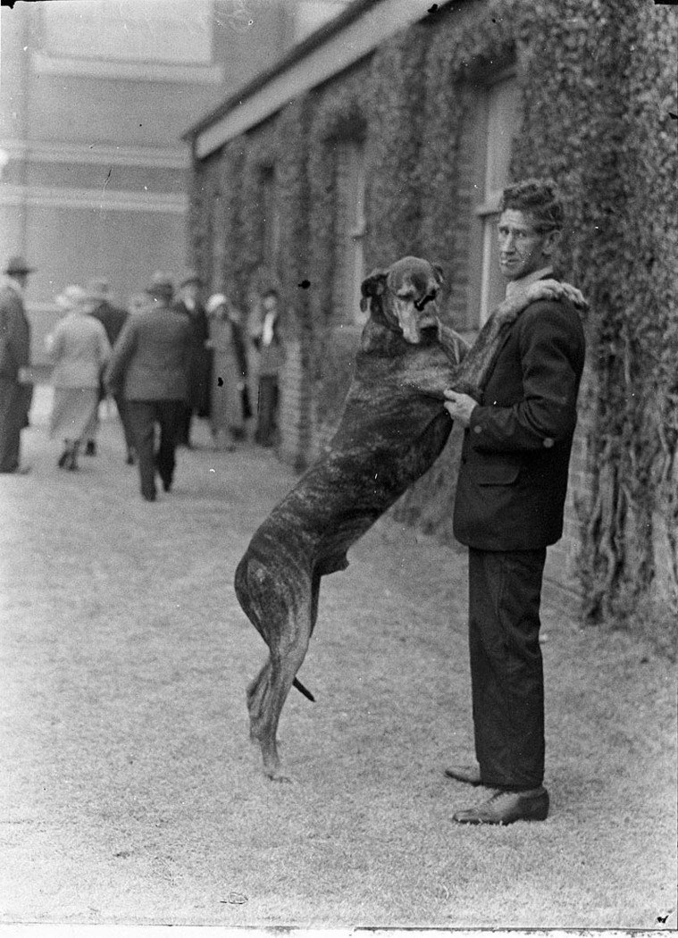 Great Dane and Mr Percy (1935)