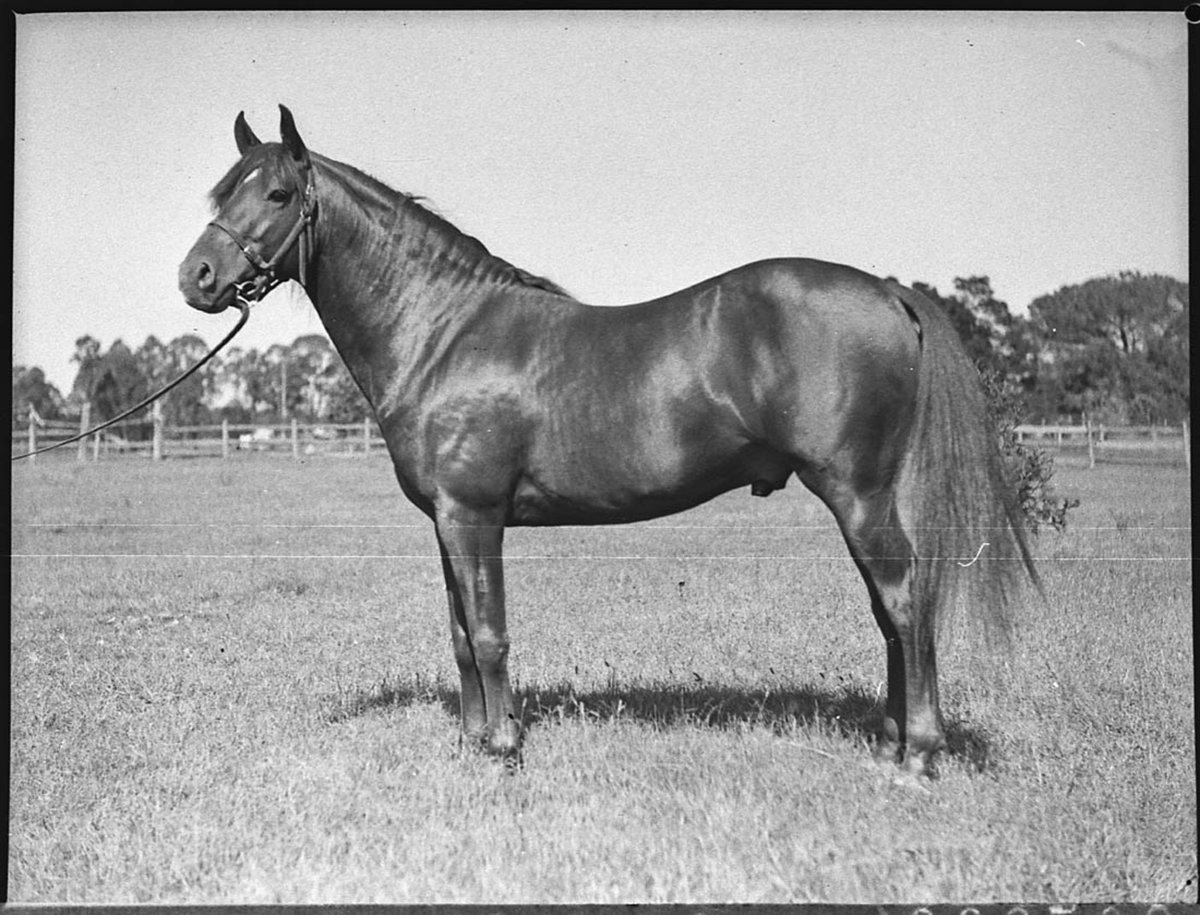 Horse taken for Mr Kaleski (1937)