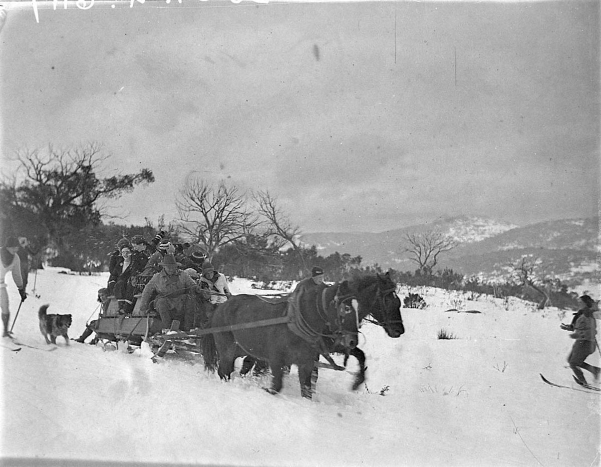 Horses pulling the heavily laden sled through the deep snow (c. 1932)