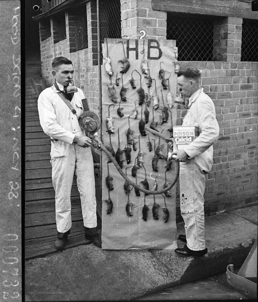 Houghton Byrne pest exterminators two ratcatchers with collection of dead rats from a ship (1937)
