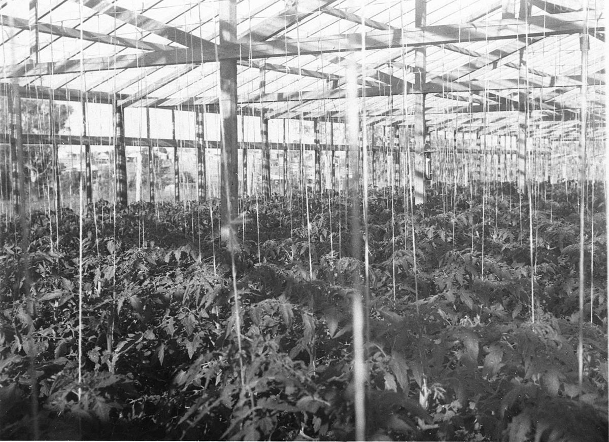 Inside a large plant nursery (1930s)