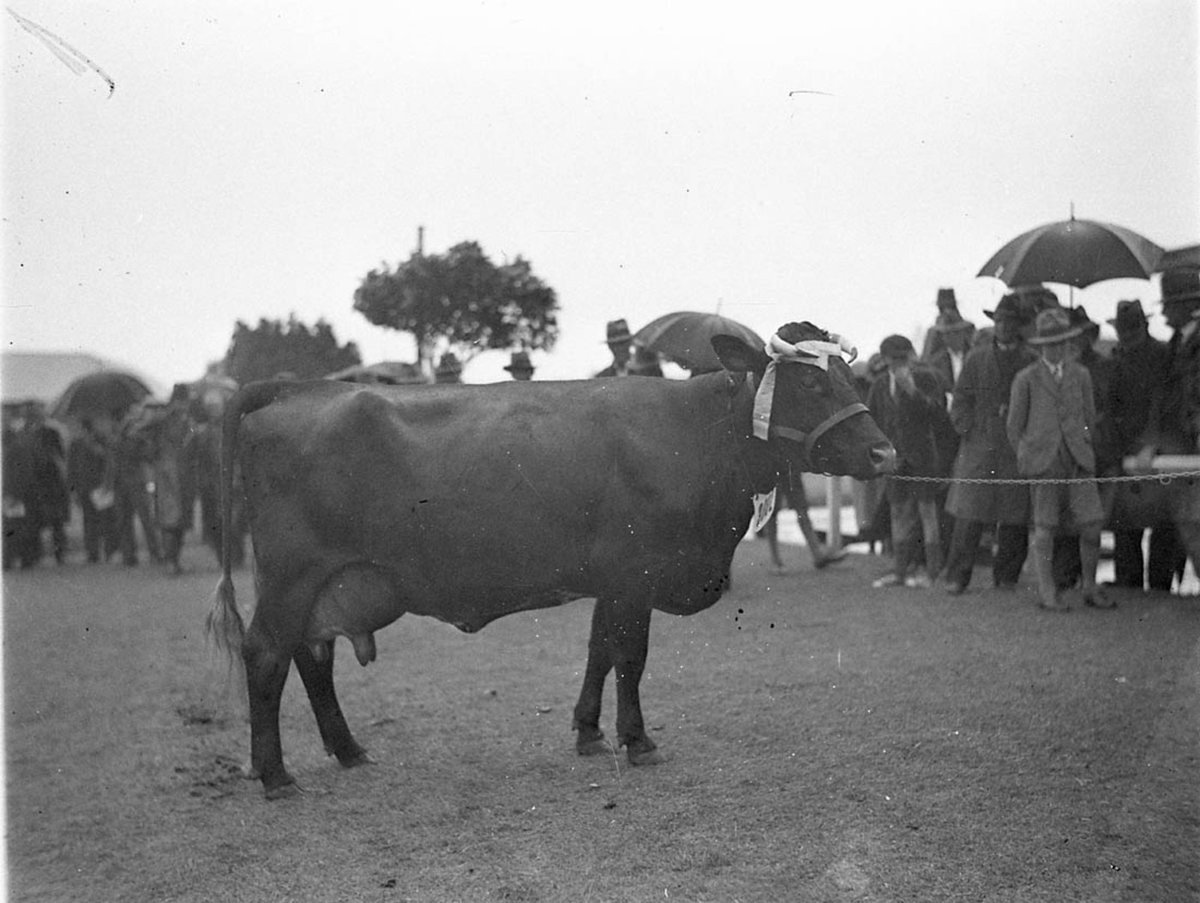 Jersey cow (1925–57)