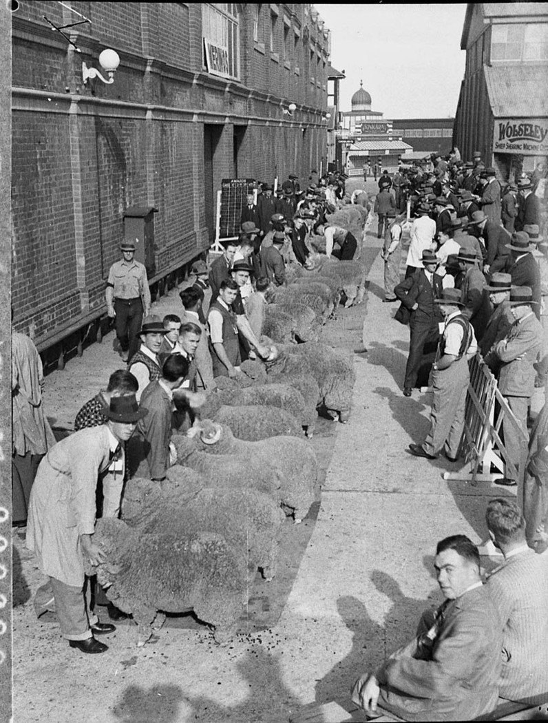 Judging at the Sheep Show (1937)
