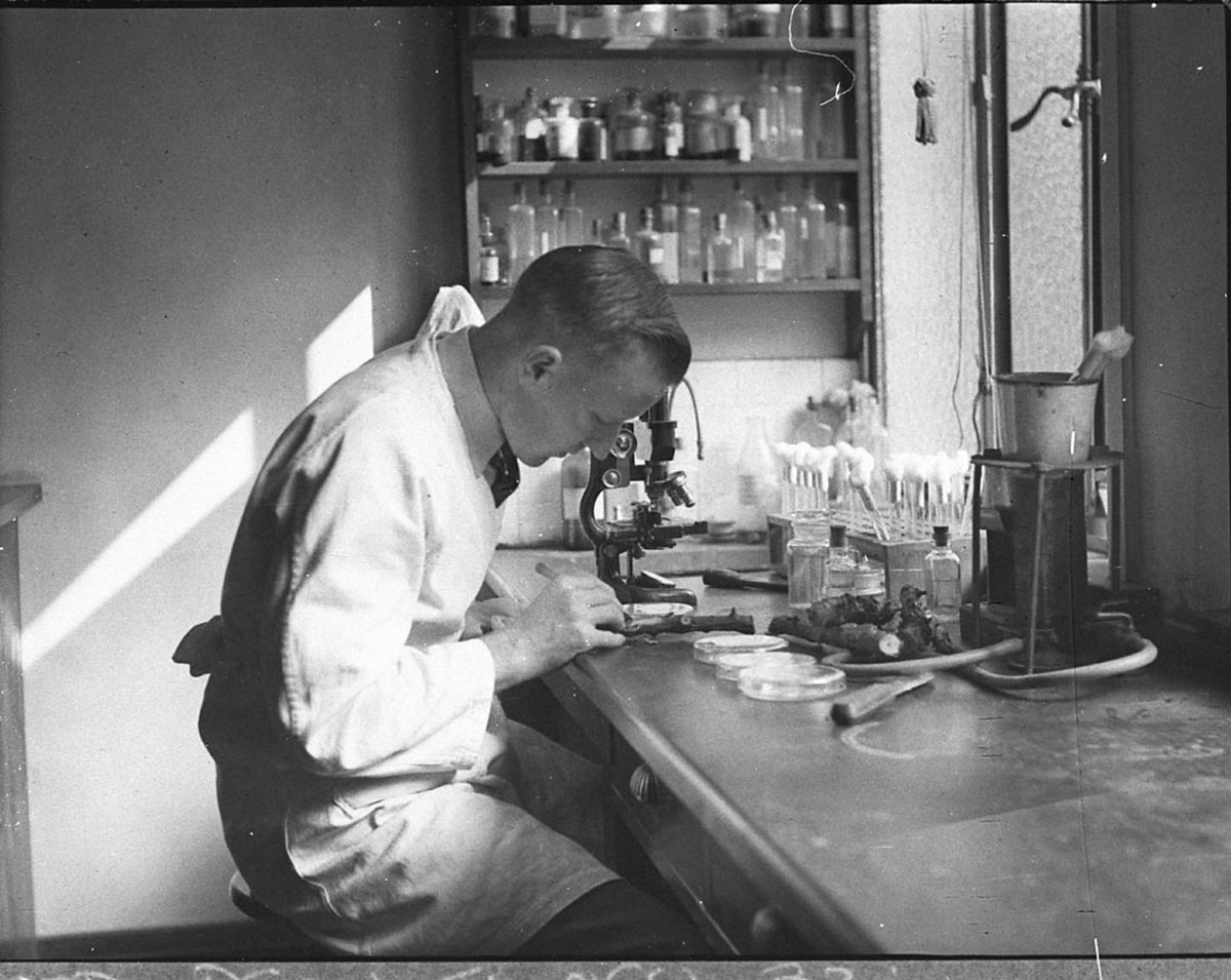 Laboratory testing Agriculture Department taken for Dr Edwards agricultural writer for Smiths Weekly (1947)