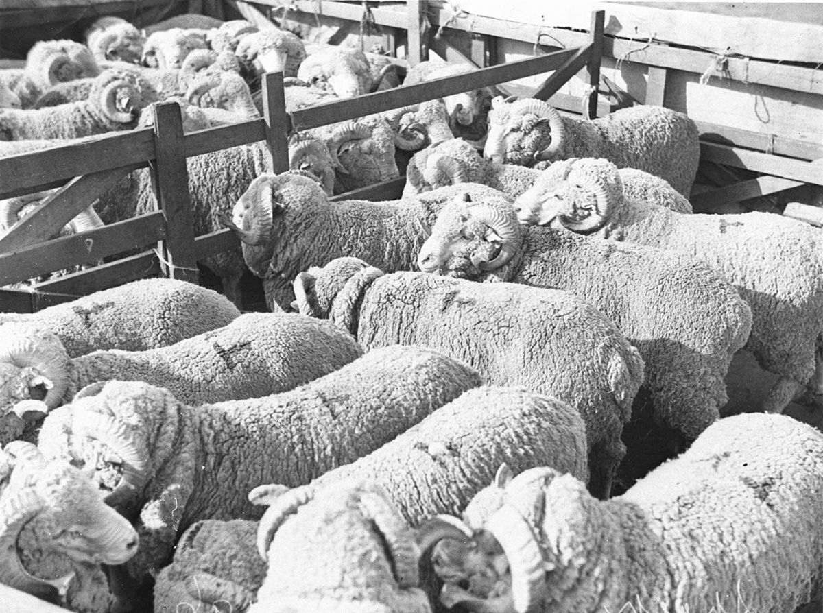 Live export sheep in pens on the deck of a ship (c. 1929)
