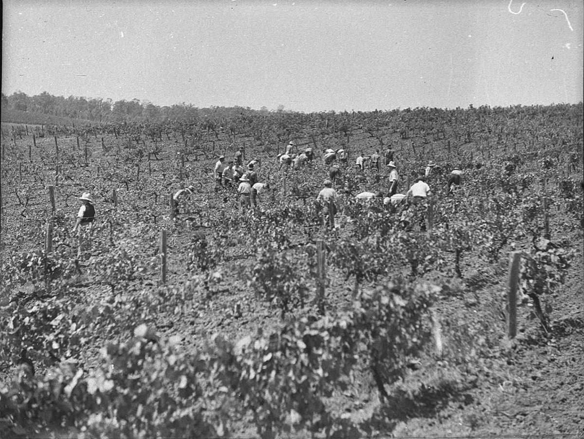 Minchinbury Vineyards, 1939