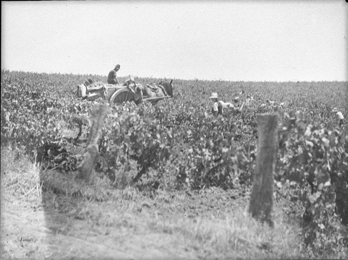 Minchinbury Vineyards (1939)