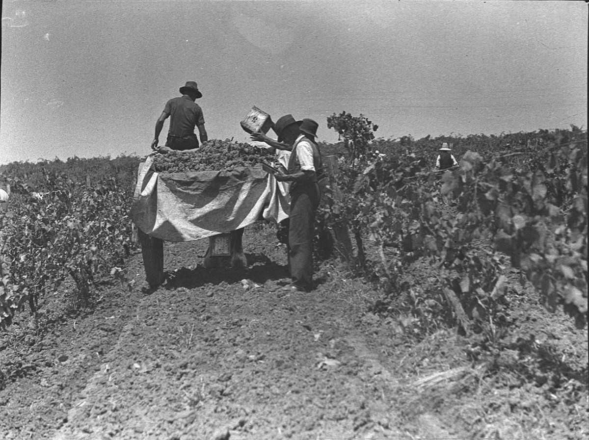 Minchinbury Vineyards (1939)