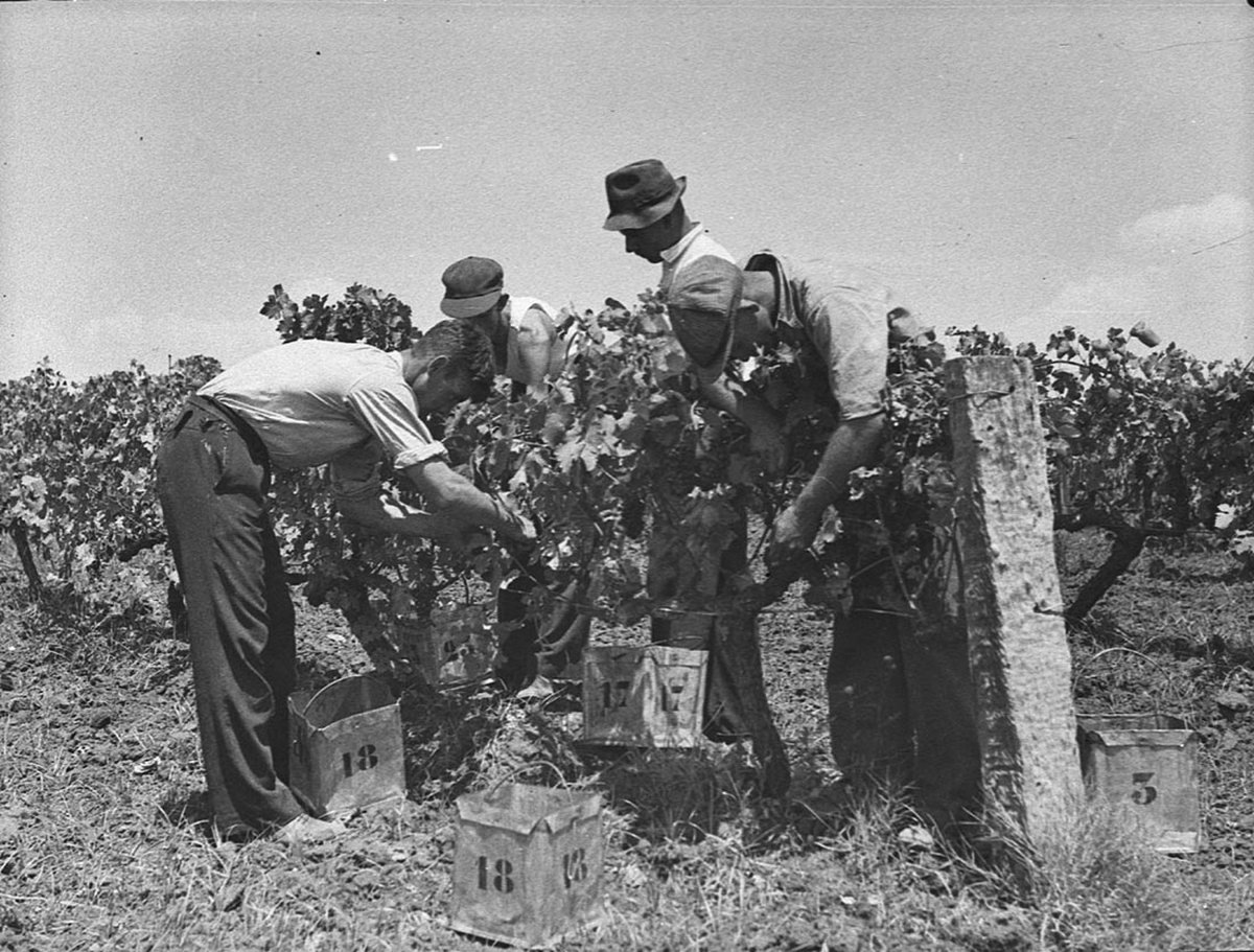 Minchinbury Vineyards (1939)