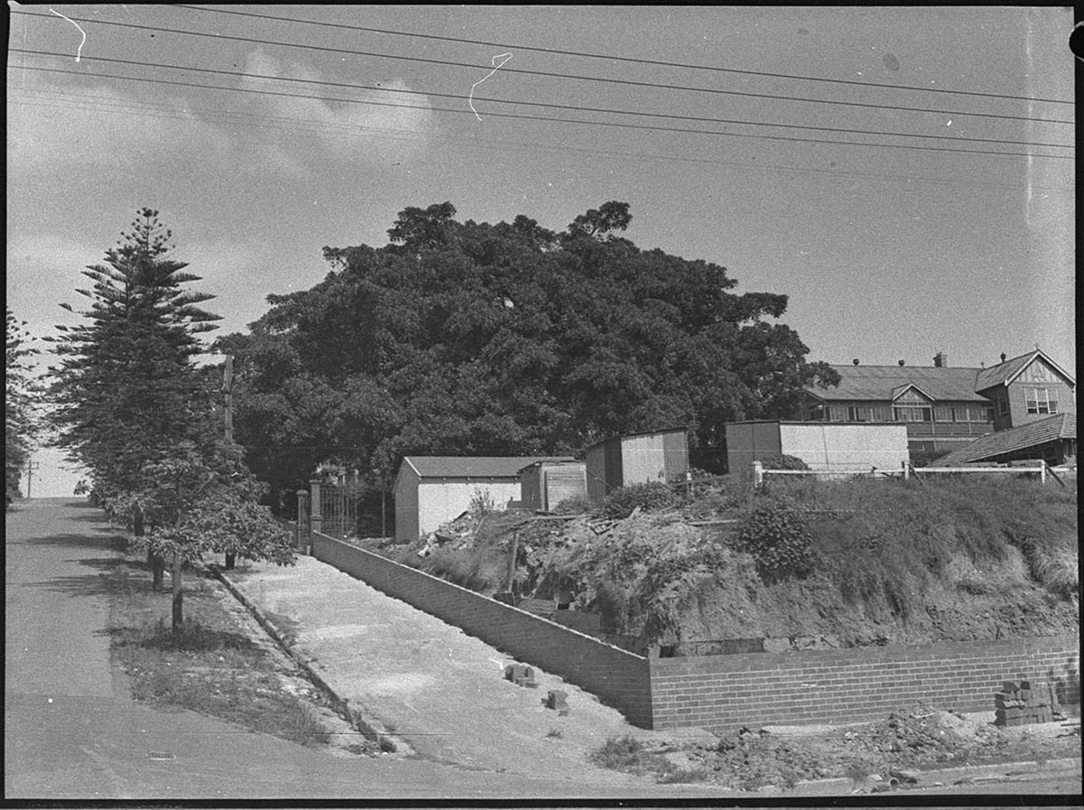 Moreton Bay figtree in grounds of Star of Sea Convent school to disappear (1954)