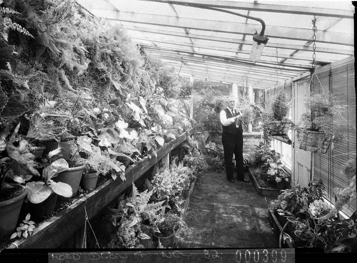 Mr Relton with his flowers in the hothouse, Waverley (1945)