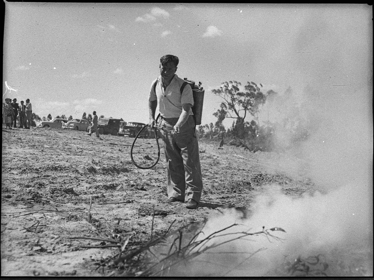 New Cooranbong 60 foot fire watching tower in State forest reserve (1950)