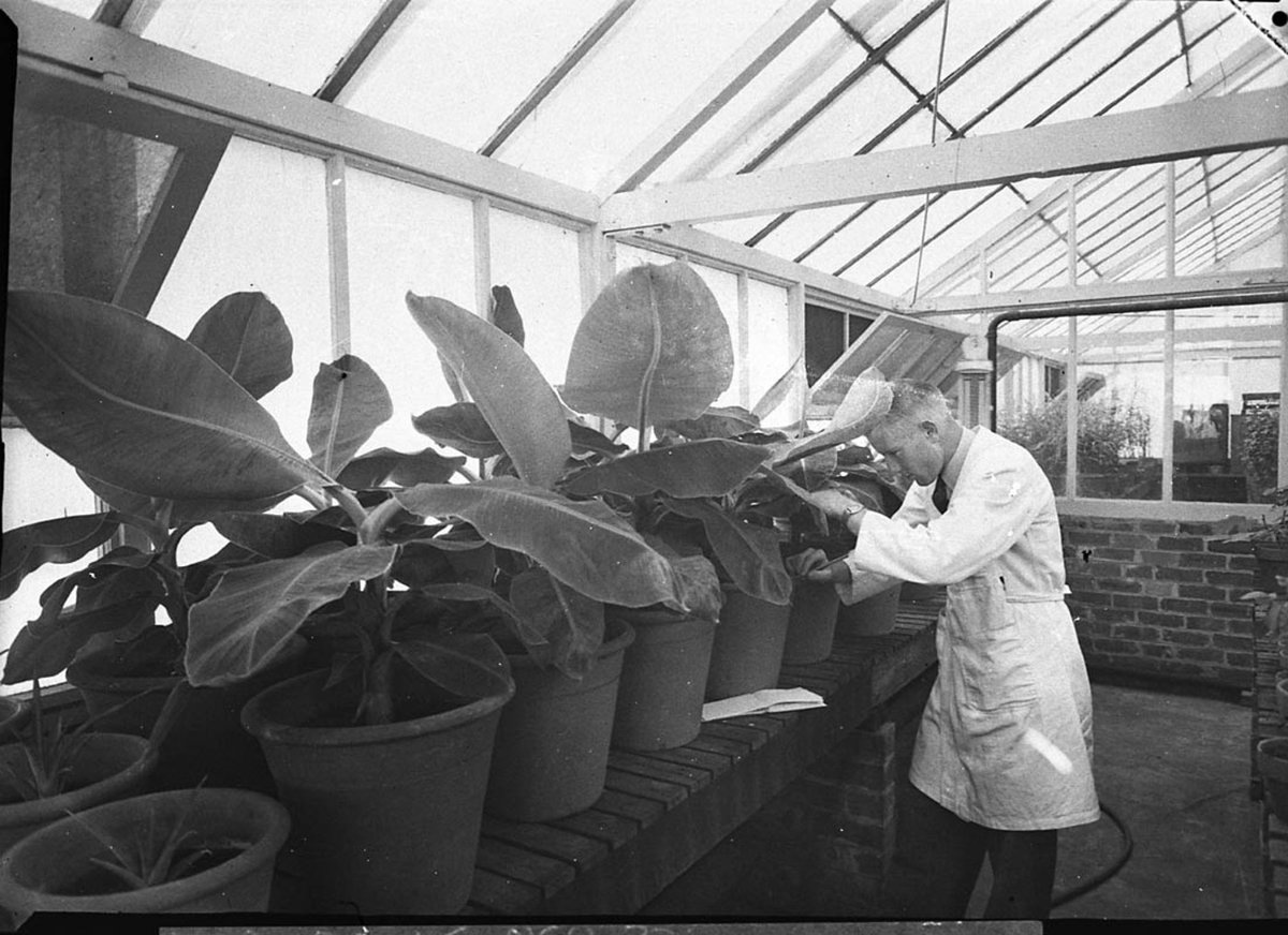 Nursery Agriculture Department taken for Dr Edwards agricultural writer for Smiths Weekly (1947)