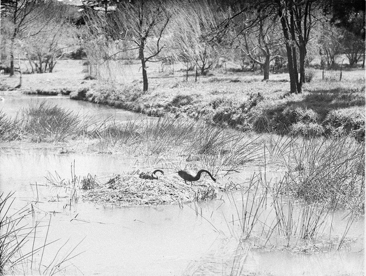 Pair of black swans on their nest Centennial Park, Moore Park (1930s)