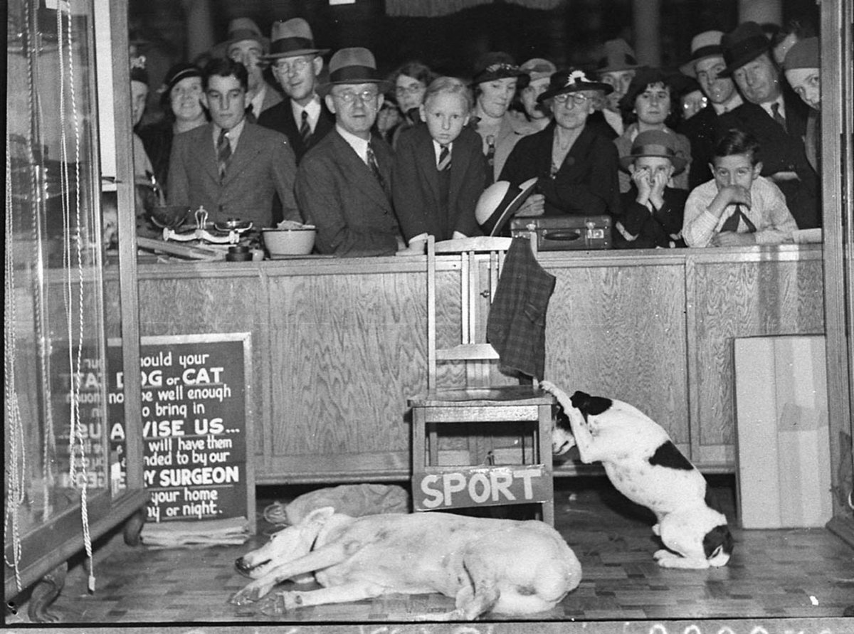 Performing dogs taken for Grace Bros, Sydney (1937)