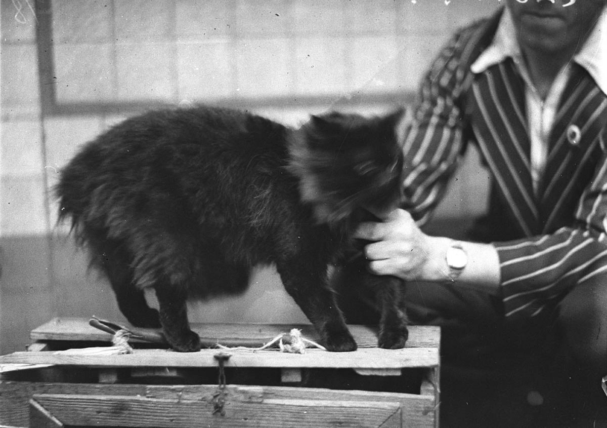 Persian cat (1934)