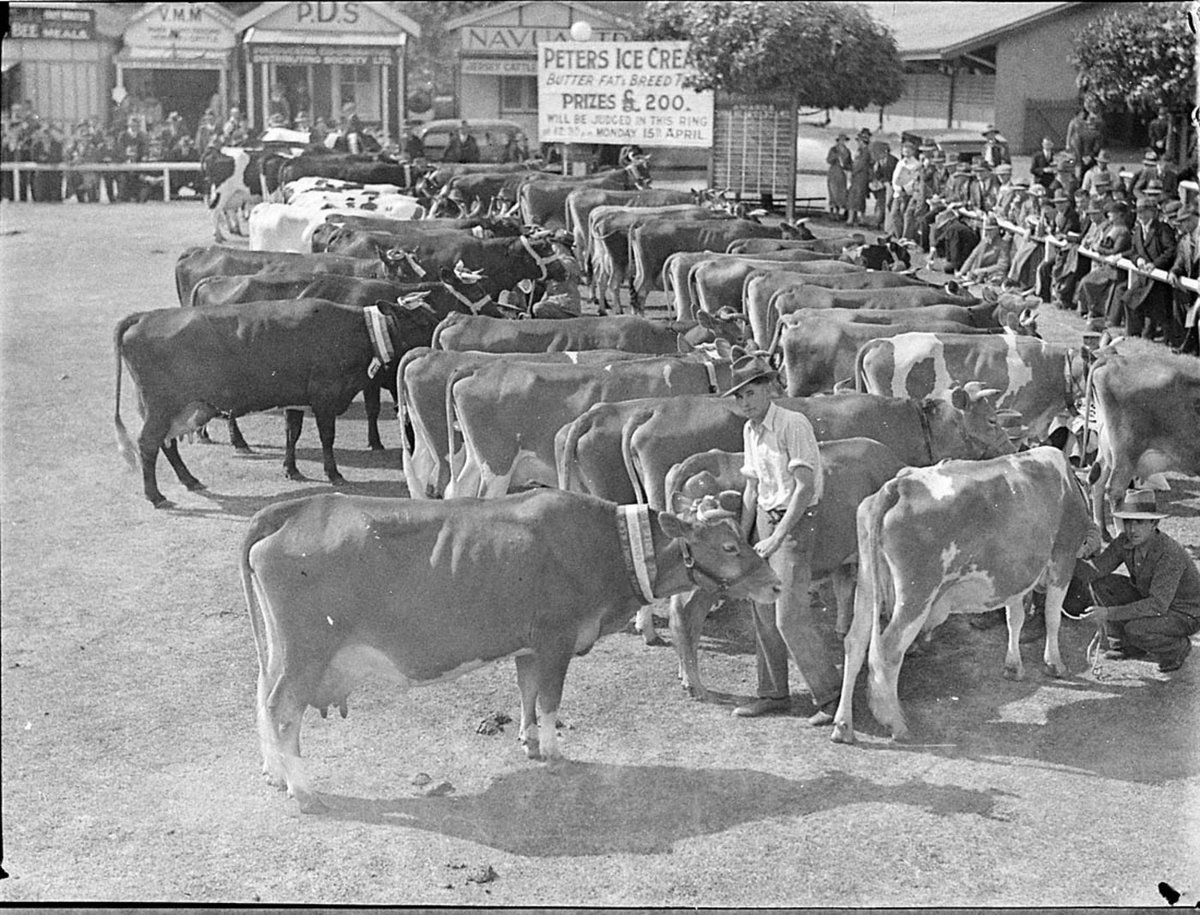 Peters Ice Cream cows (1925–57)