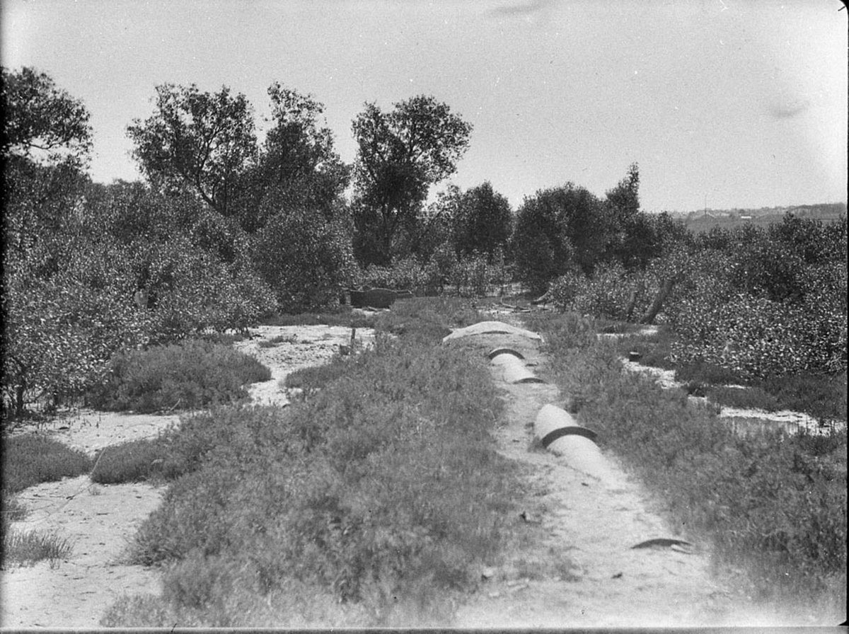 Pipe laid in scrubby mangrove country (1930s)