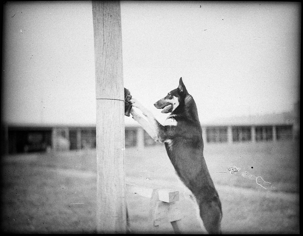 Police Dog Tess (1935)