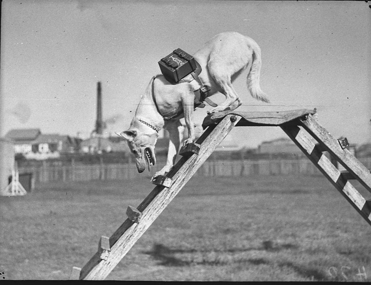 Police dog Zoe with receiving set on back (1939)