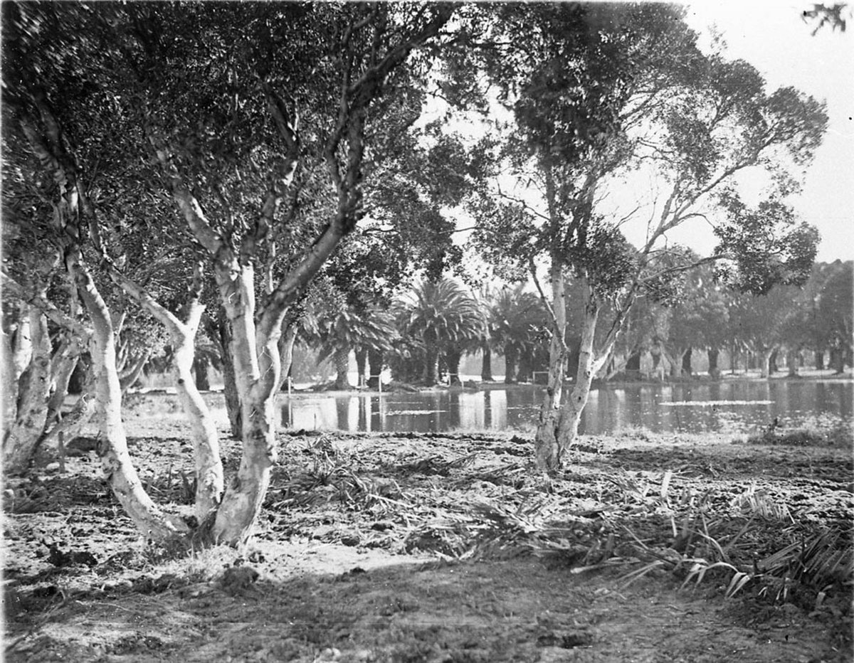 Pond and paperbarks (1930s)