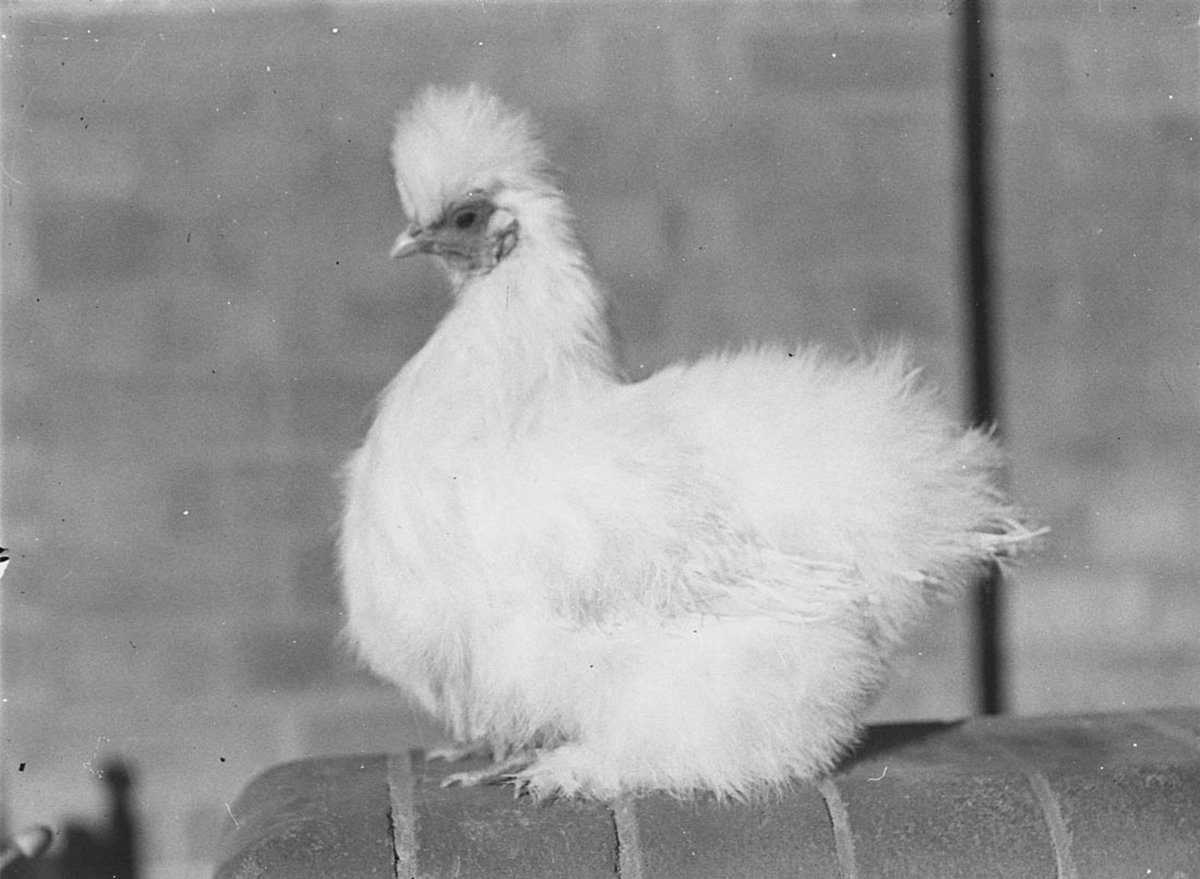 Prize birds (1930s)