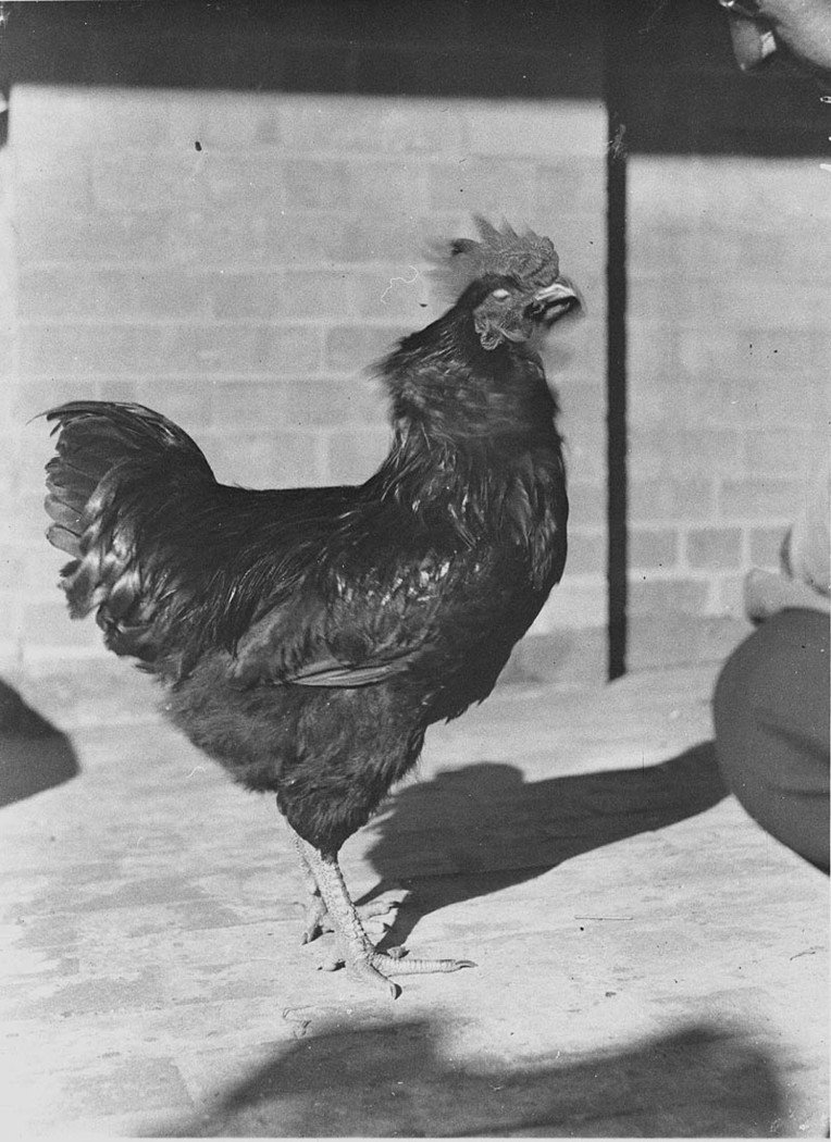 Prize birds (1930s)