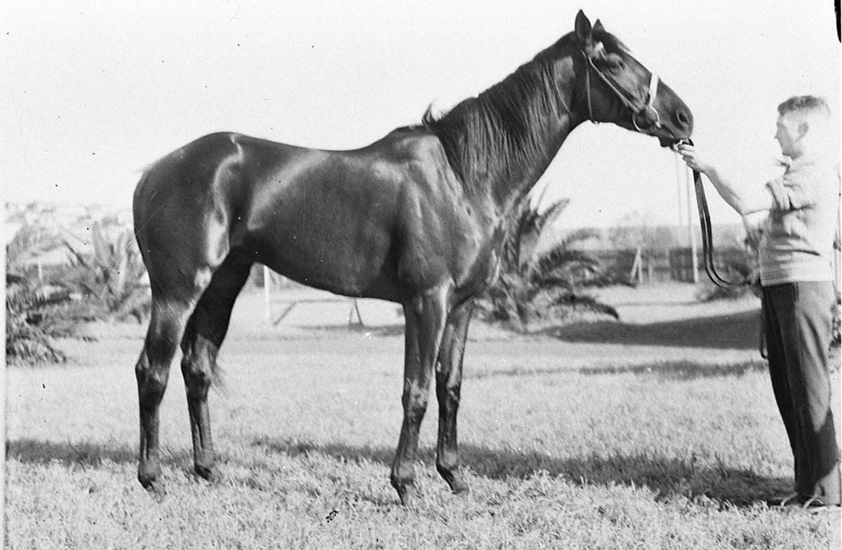 Race horse Dark Sky (1934)