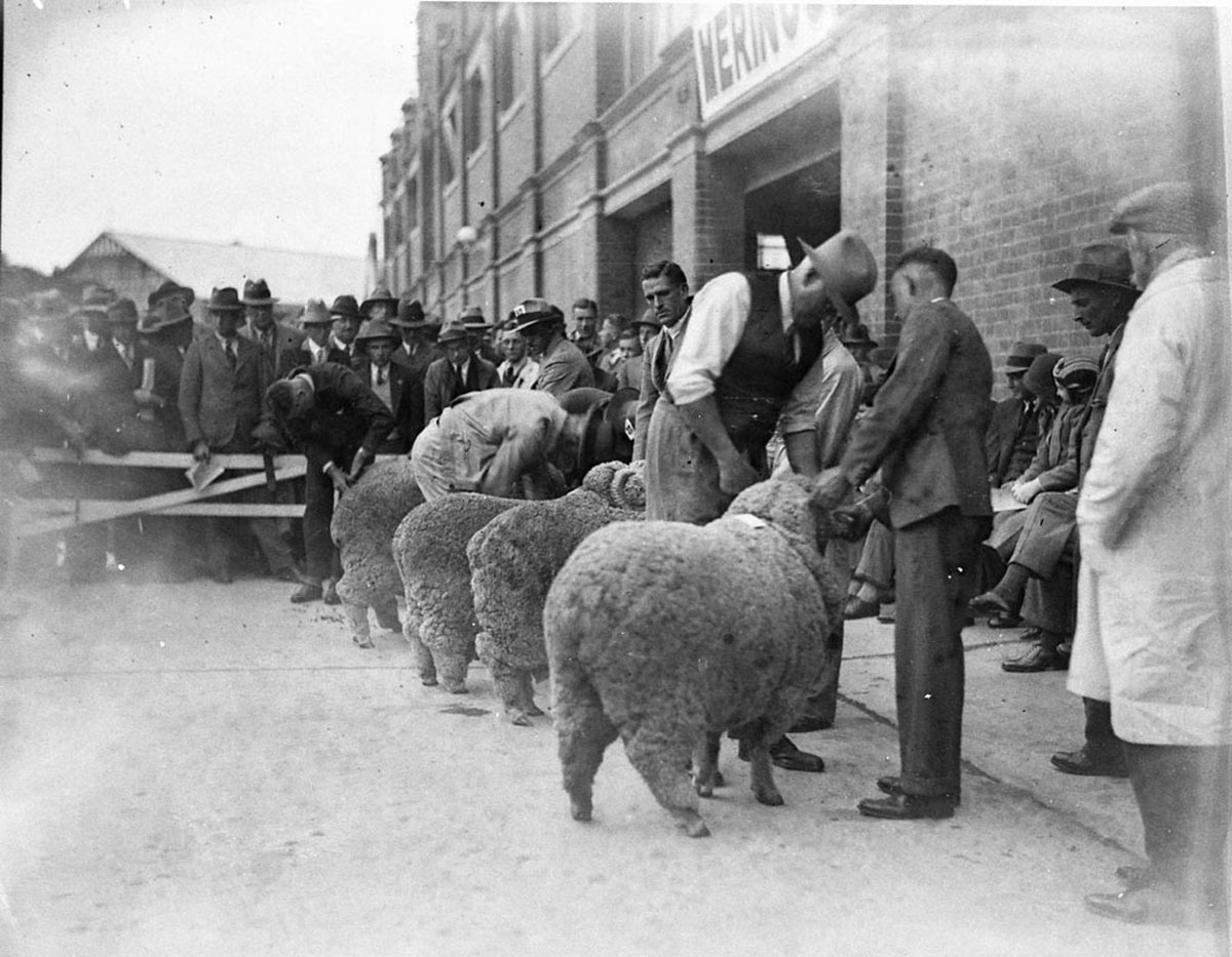 Rams lined up for the judges (1930s)