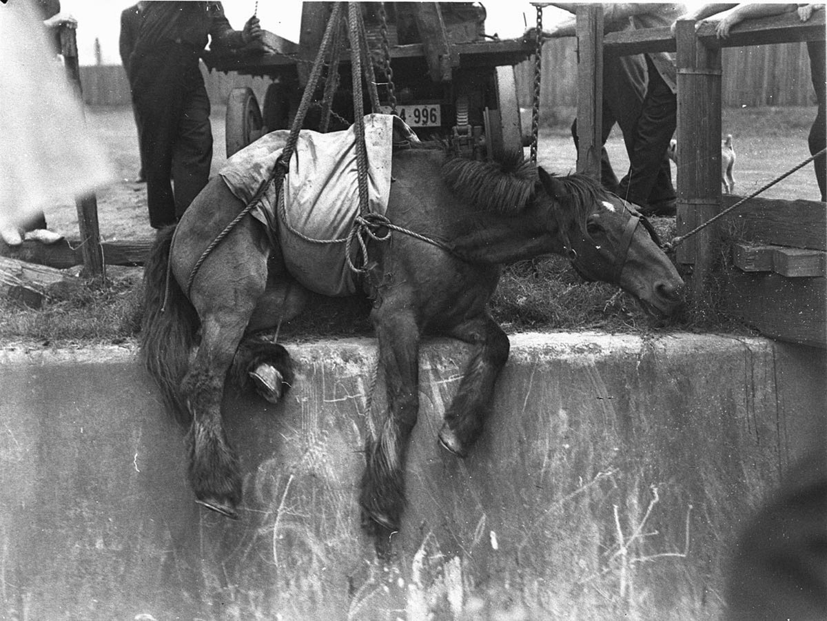 Rescuing a draughthorse from a stormwater drain Alexandria (1934)
