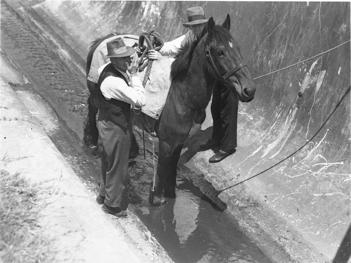 Rescuing a horse from a stormwater drain Alexandria (1934)
