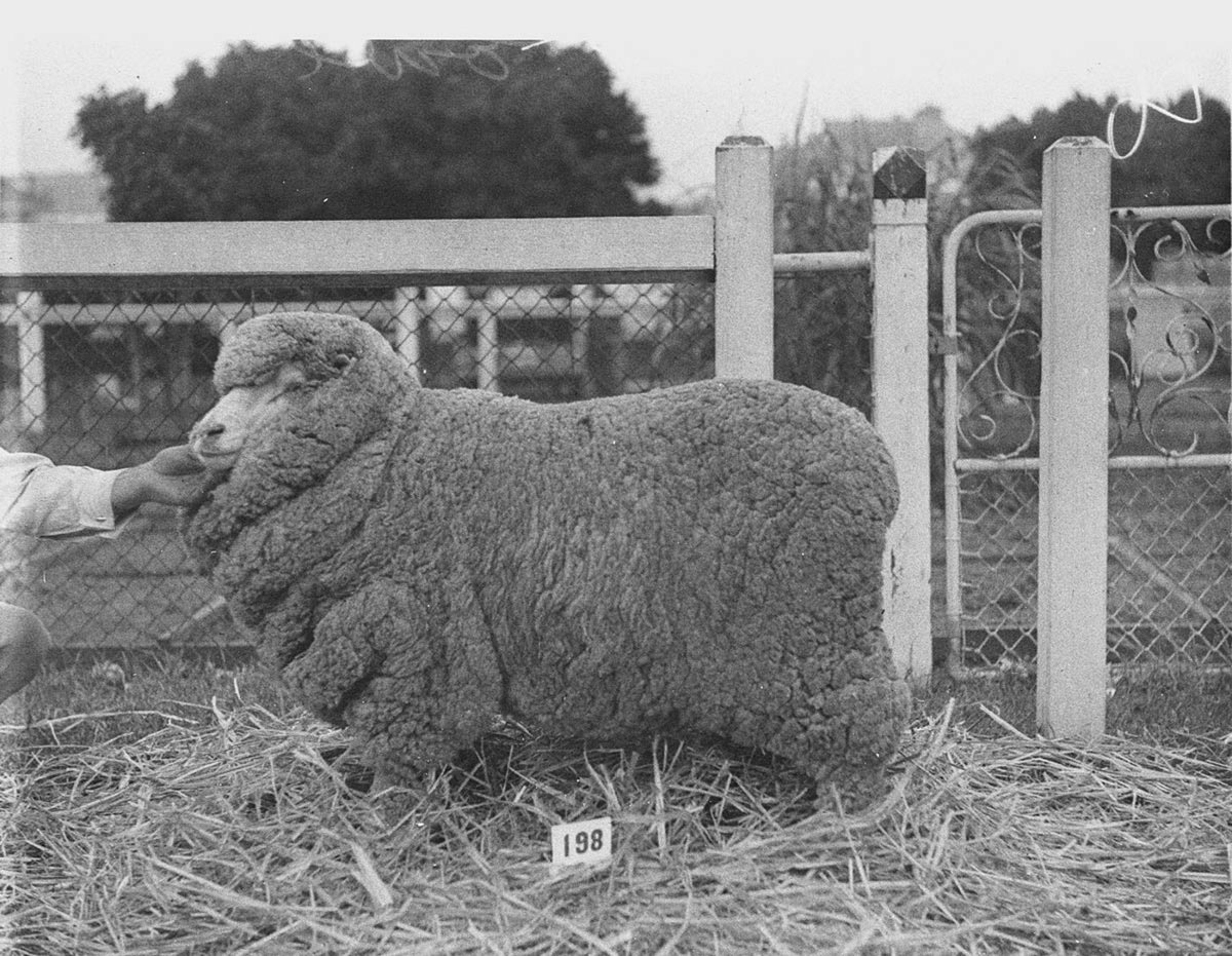 Reserve champion ewe (1934)