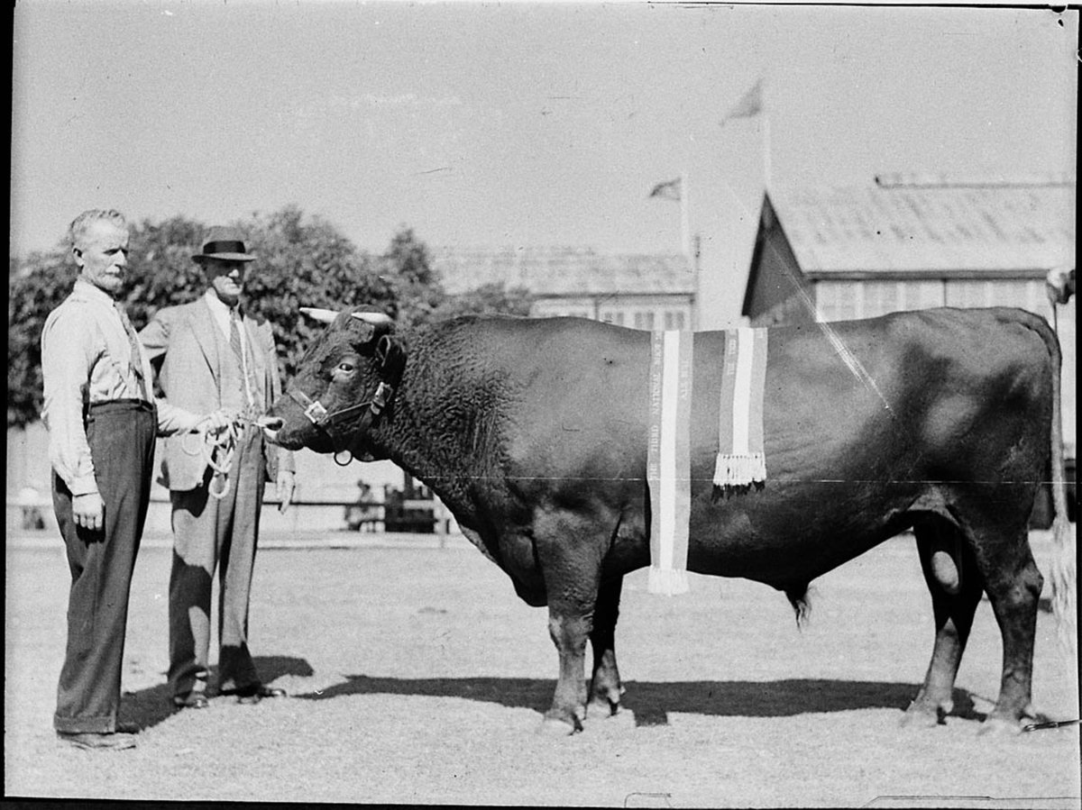 Royal Agricultural Show, Moore Park (1925–57)