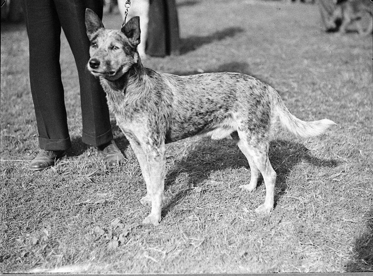 Royal Agricultural Show, Moore Park (1938)