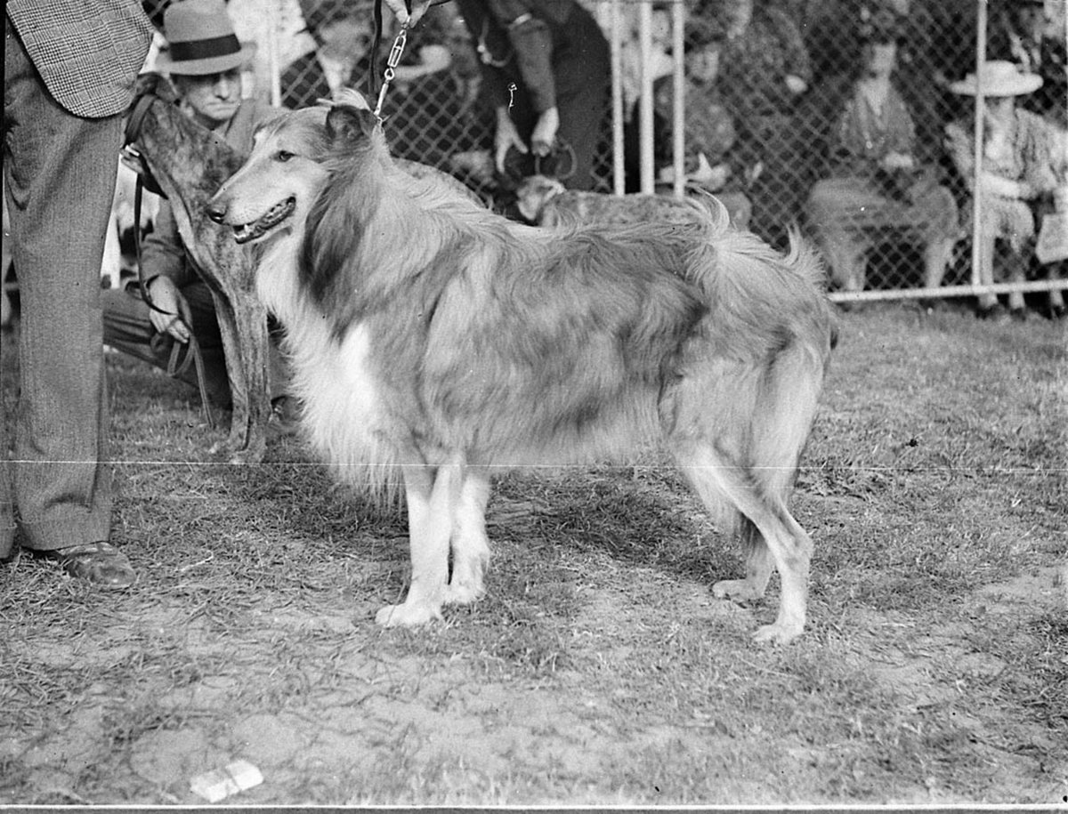 Royal Agricultural Show, Moore Park (1938)