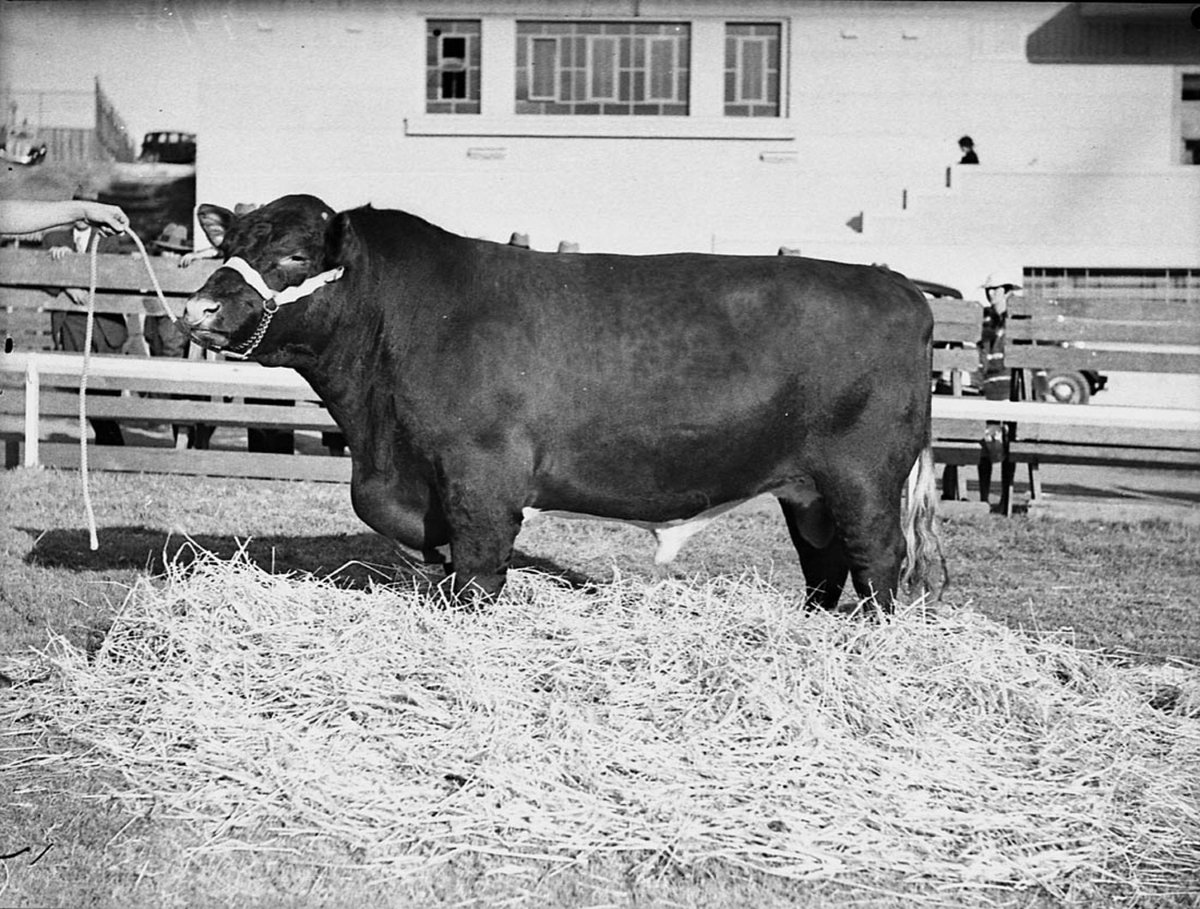 Royal Easter Show, Moore Park (1938)