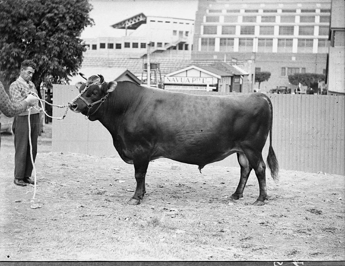 Royal Easter Show, Moore Park (1938)