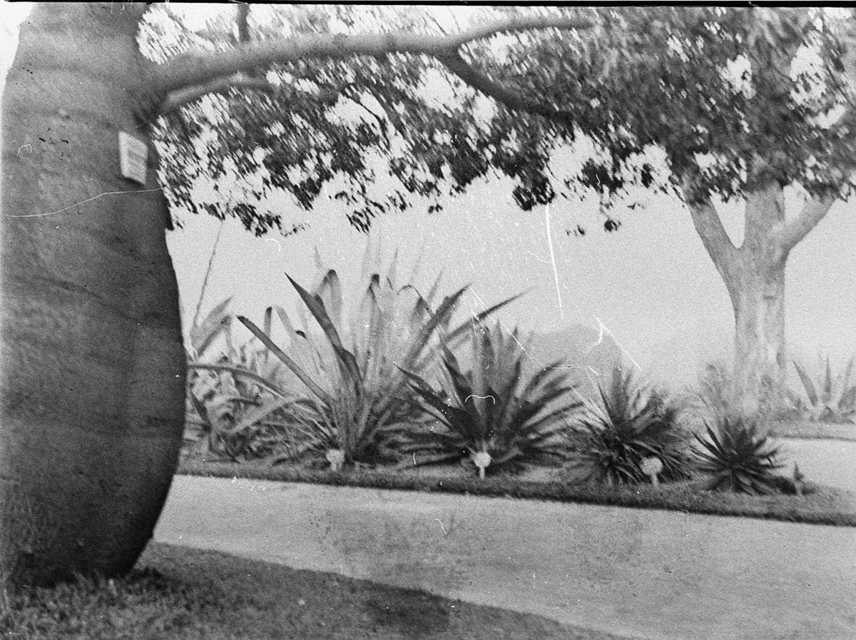 Scene in the Botanical Gardens bottle tree on left, Sydney city centre (1930s)