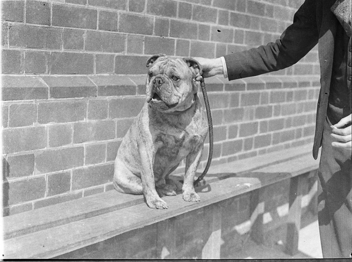Second prize bulldog Cherokee (1935)