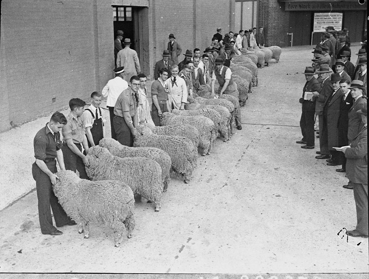Sheep show at Showground, Moore Park (1937)