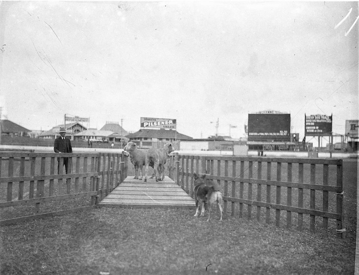 Sheepdog trials (1930s)
