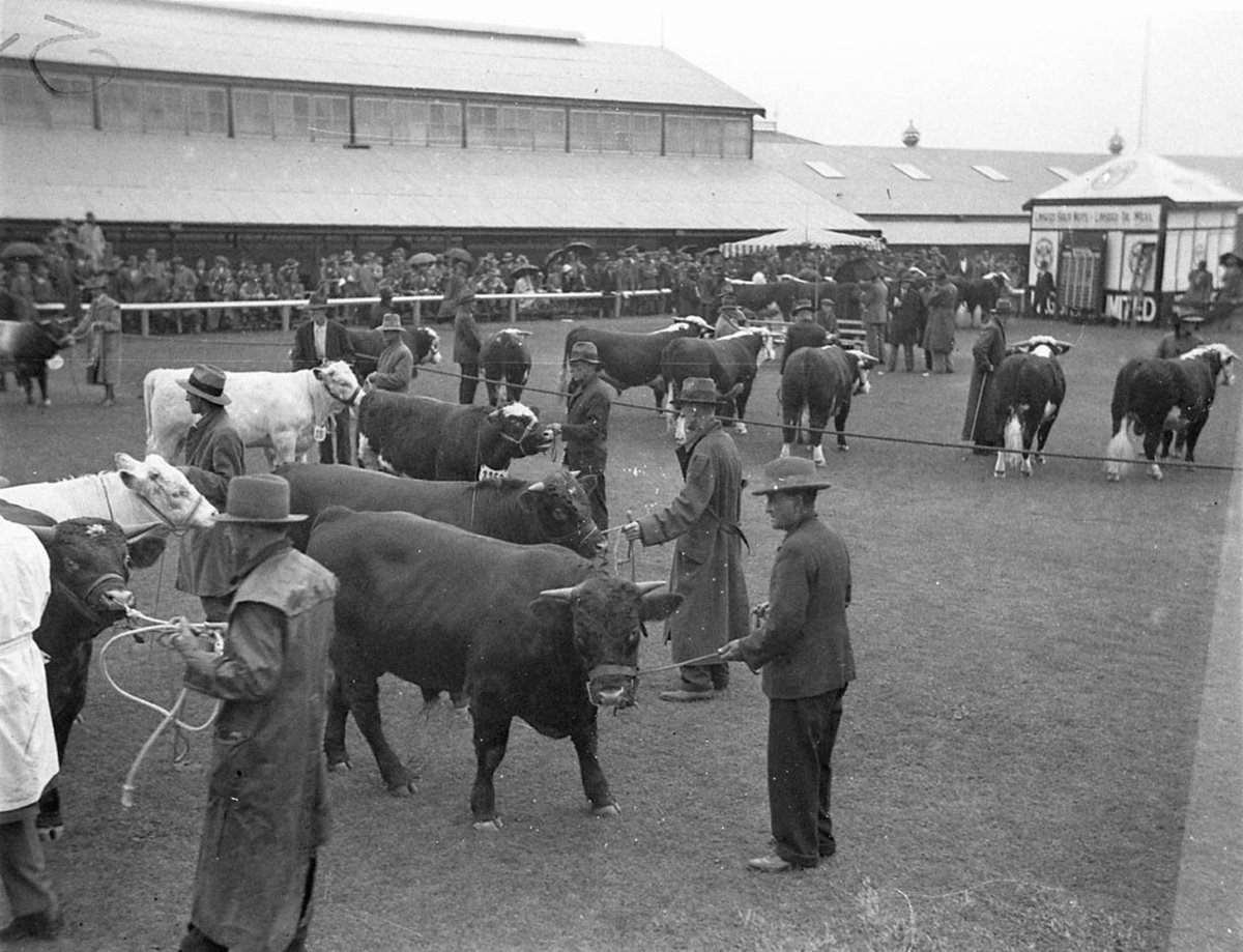 Shorthorn cattle judging (1925–57)