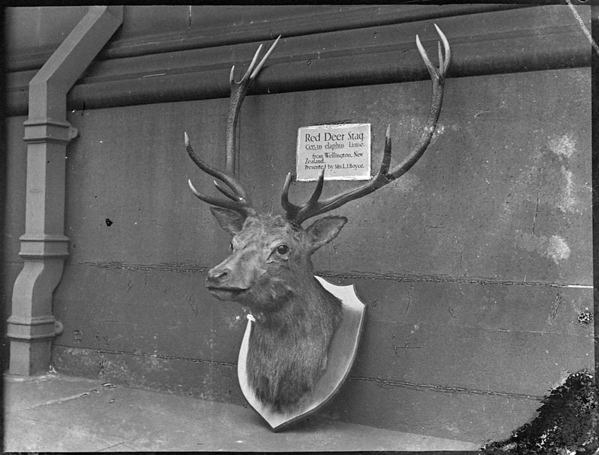 Stags head Mrs James Bathurst Street, Sydney city centre (1940s)